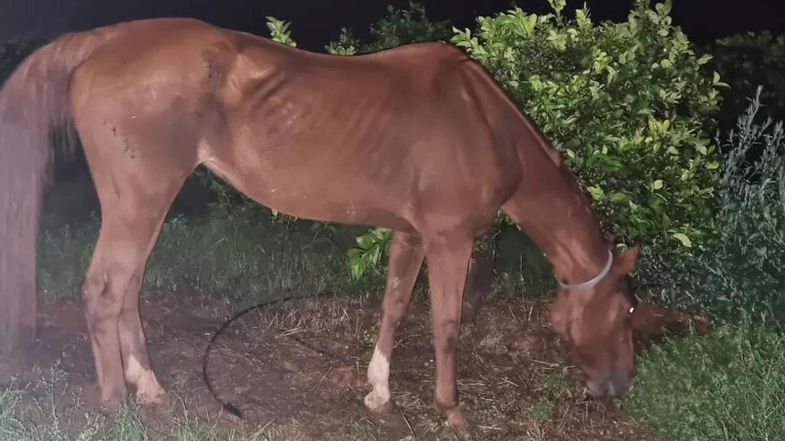 Recuperan a una de las yeguas robadas en Aldaia