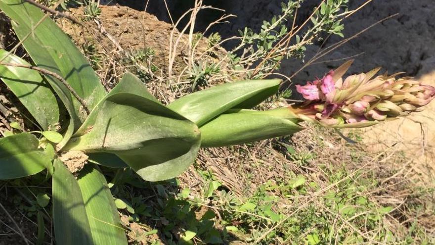 Naturalistas hallan ejemplares de la orquídea más grande de Europa en el Vinalopó