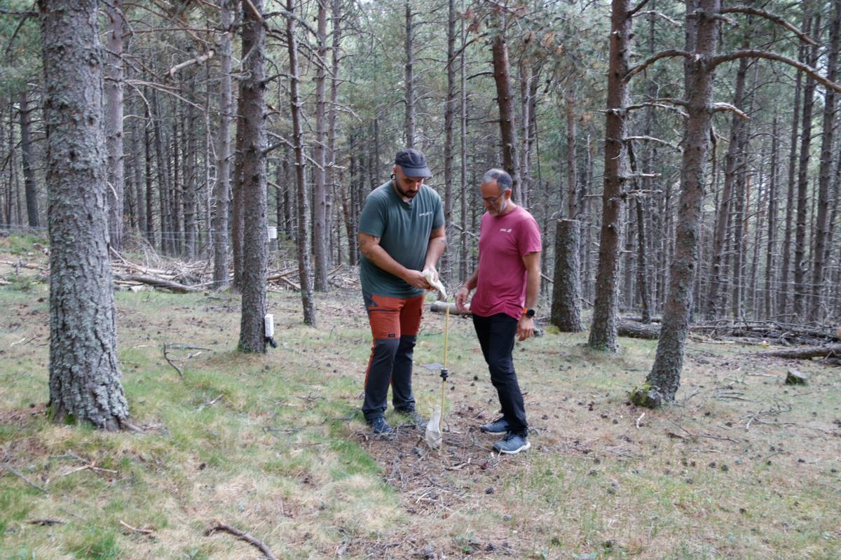 Àngel Ponce i Juan Martínez de Aragón inspeccionant una de les parcel·les que el CTFC gestiona a Meranges.
