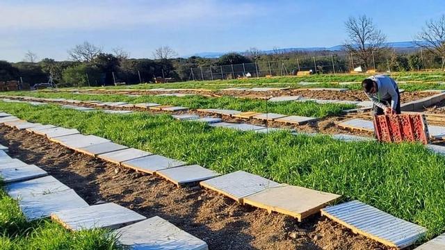 Explotación de caracoles en la comarca de Aliste. | CH. S.