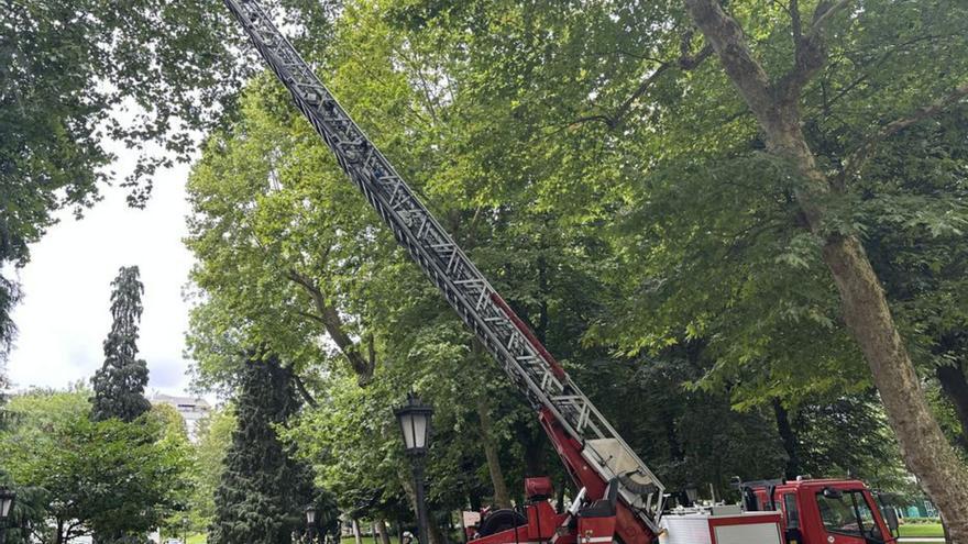 Retiran una enorme rama seca de un plátano del Campo que amenazaba con caer