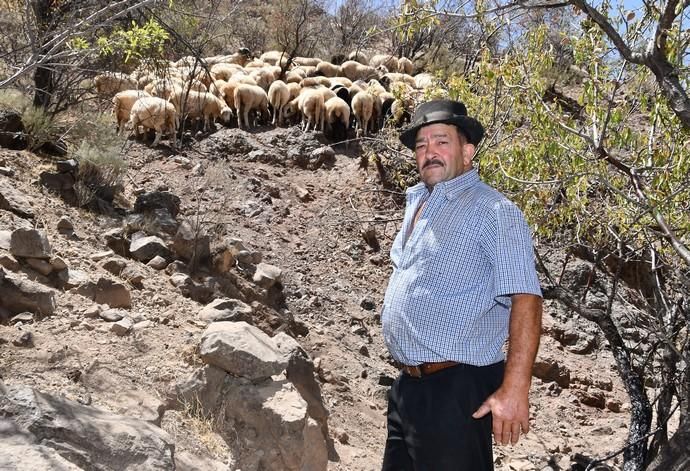 Domingo Moreno Moreno, pastor transhumante de ovej
