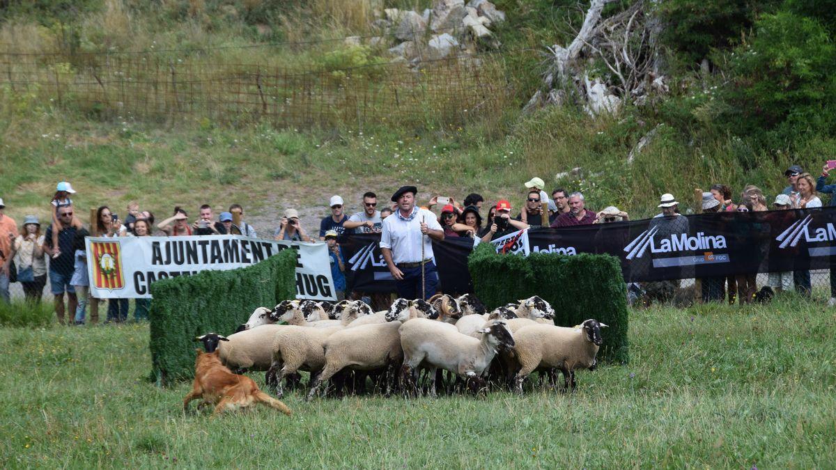 Castellar de n'Hug celebra el Concurs de gossos d'Atura