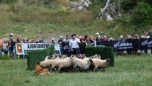 Castellar de nHug celebra el Concurs de gossos dAtura