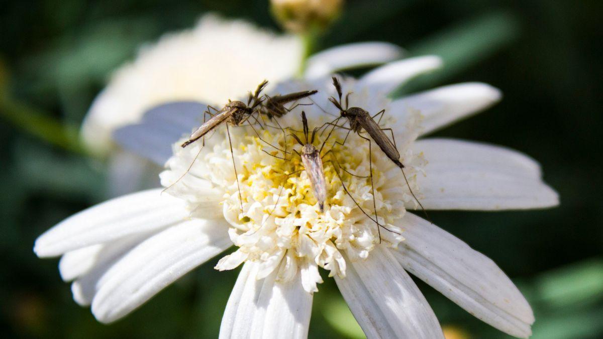 Mosquitos en una flor silvestre.