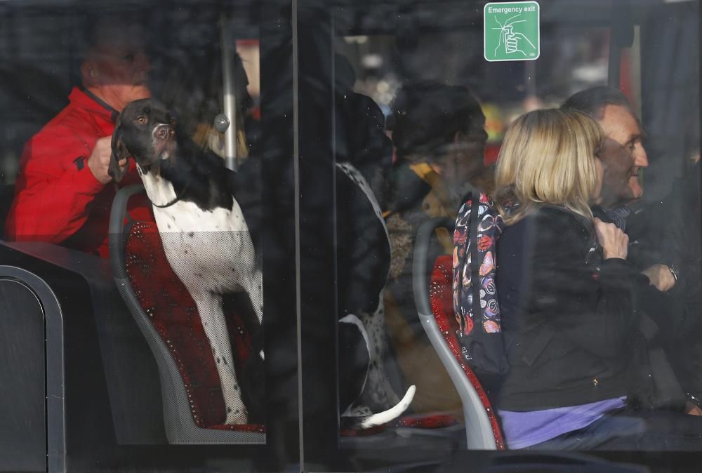 Les imatges més divertides del Crufts Dog Show