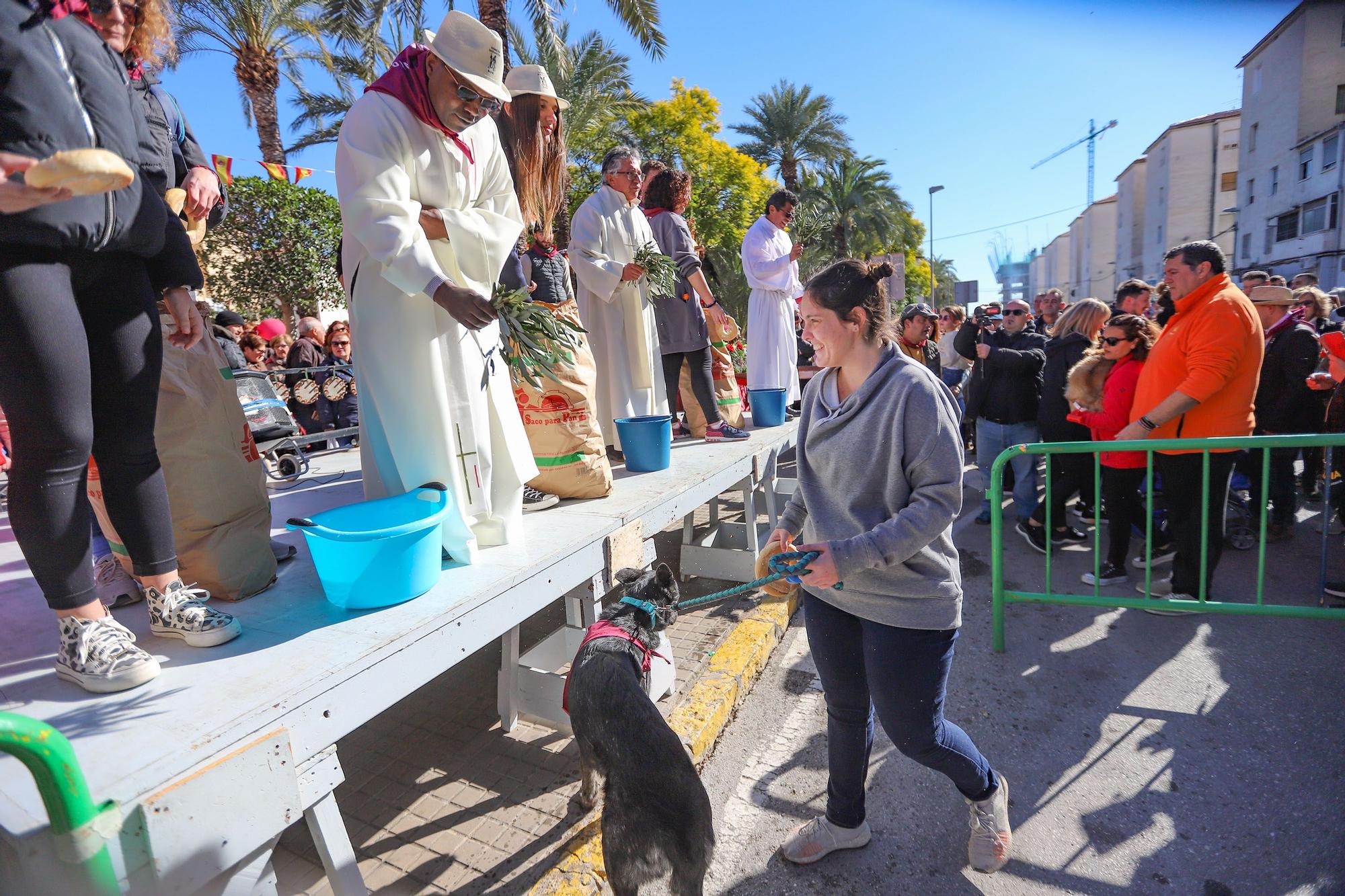 Romería y Bendición de animales en San Antón de Elche