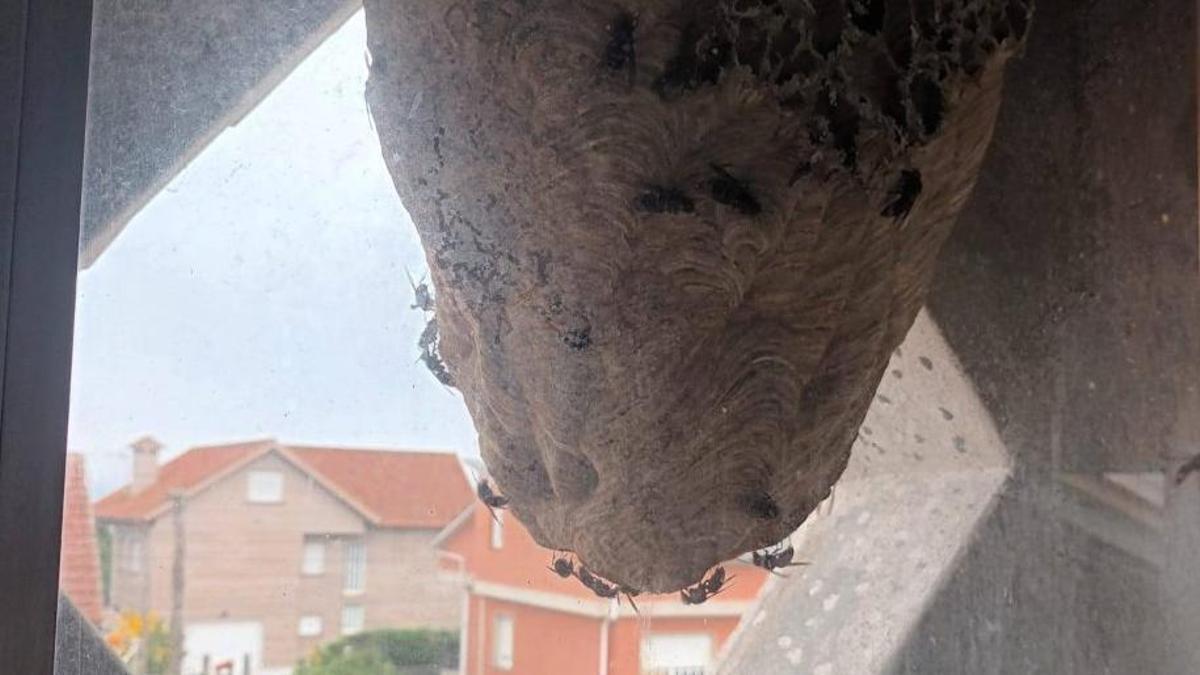 Un nido de velutina estos días en una casa en Moaña.