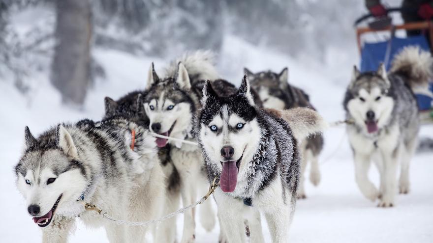 Los paseos en trineos tirados por perros, una opción fantástica para toda la familia.