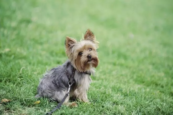 Las 10 mejores razas de perros para niños