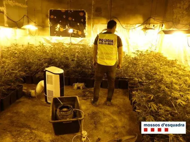 Desmantellen una plantació de més de 1.200 plantes de marihuana a Sant Esteve d'en Bas