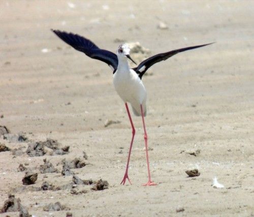 Las gaviotas atacan en la isla de Benidorm