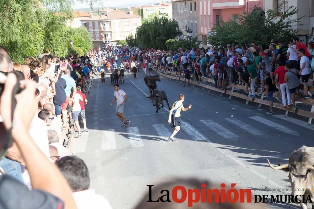 Última suelta de vacas en Moratalla