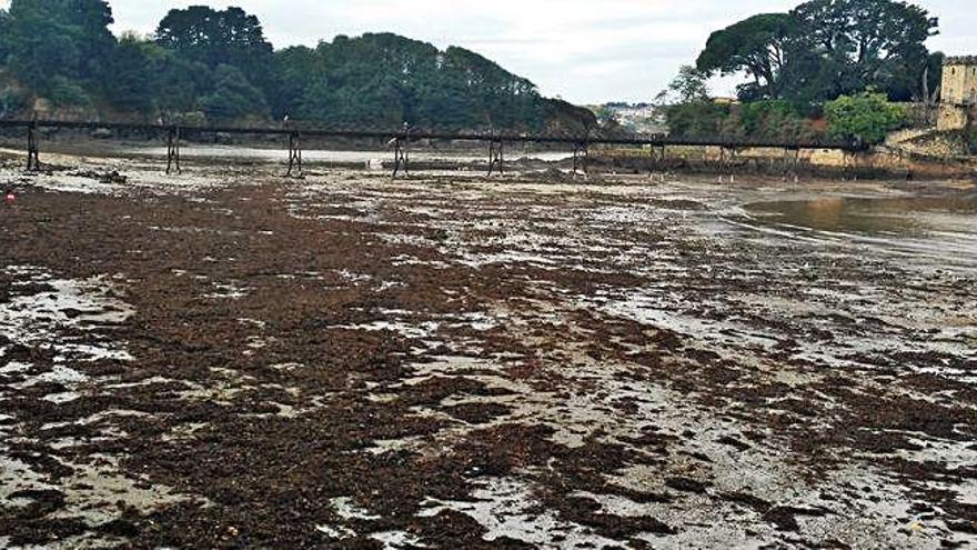 Las algas inundan el arenal de Santa Cruz