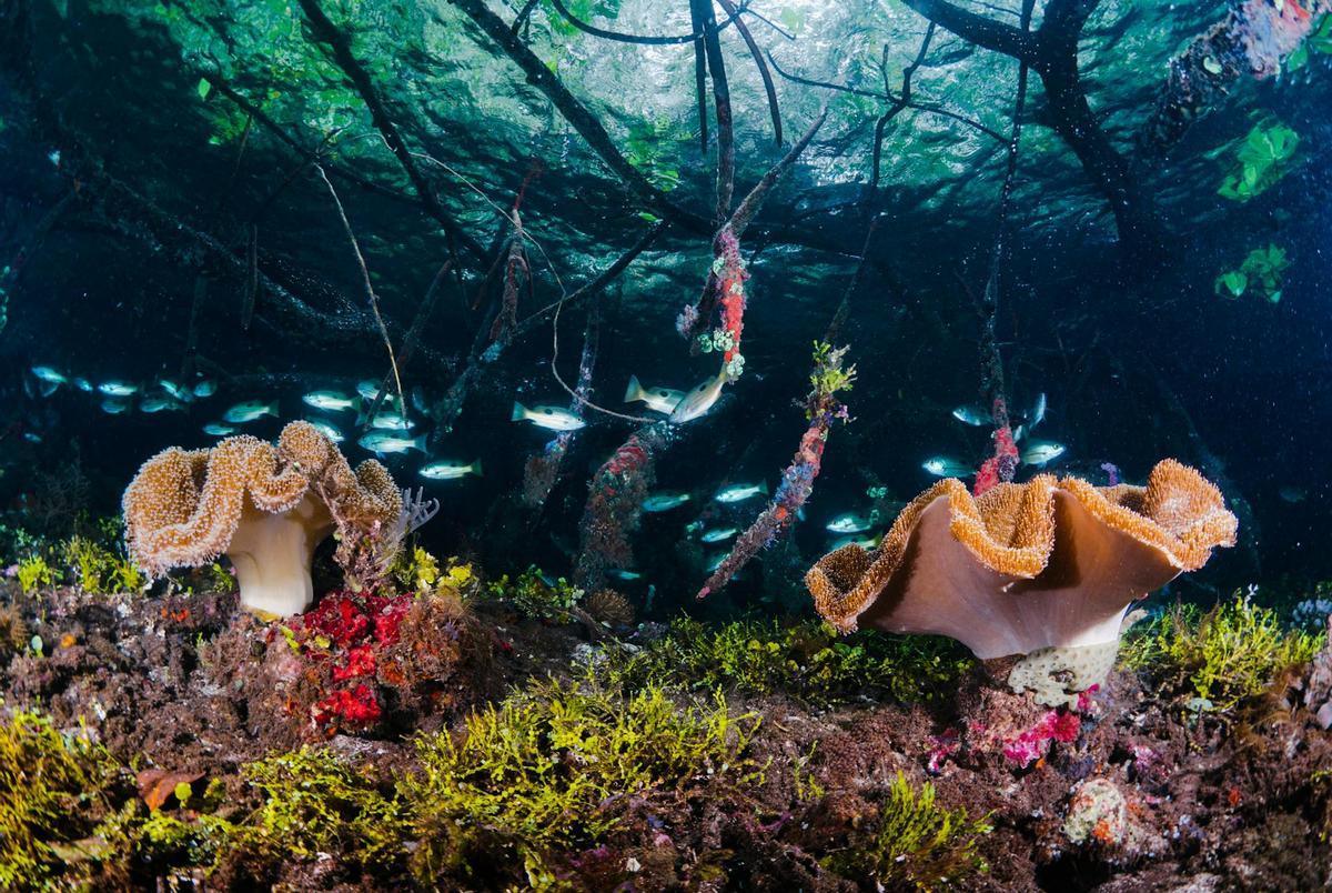 Arrecife de coral en Indonesia.