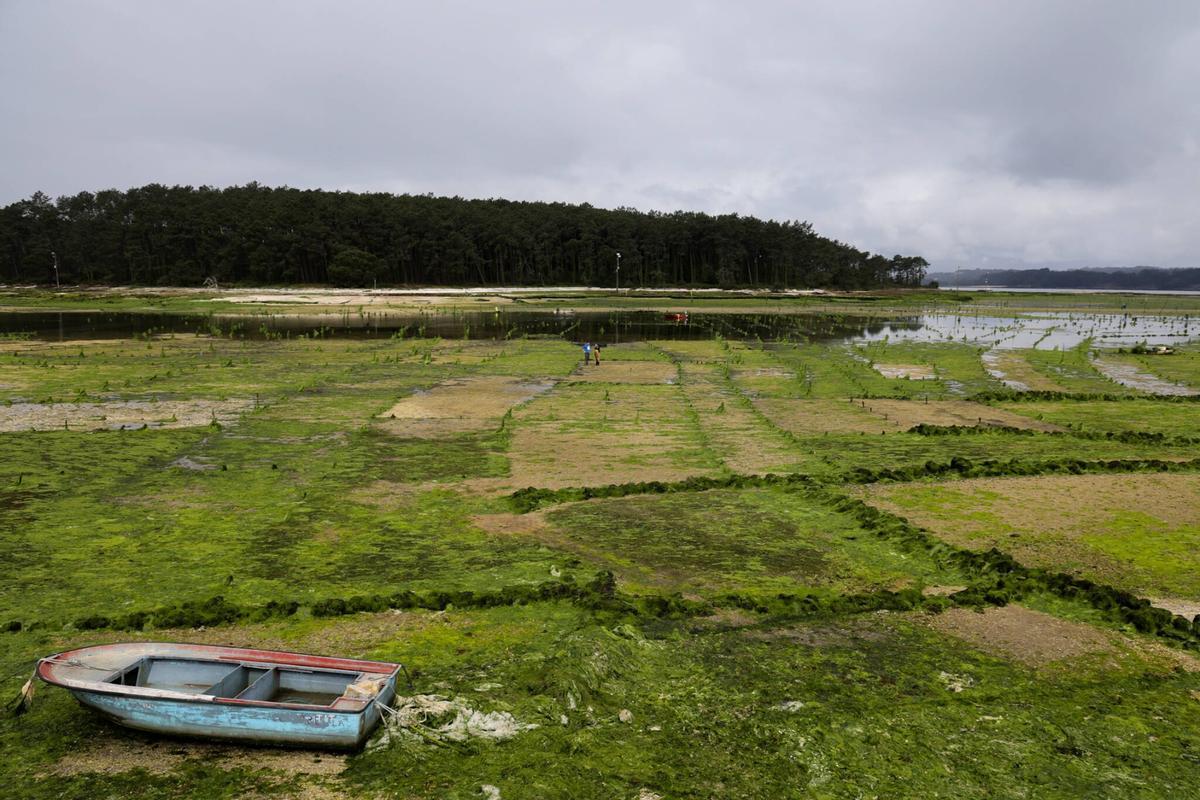 Los parques de cultivo de Carril, invadidos por un denso manto de algas.