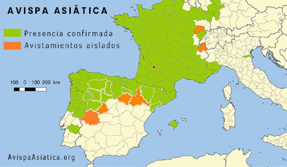 La ‘avispa asesina’, imparable en España: invadirá toda la Península en 2029