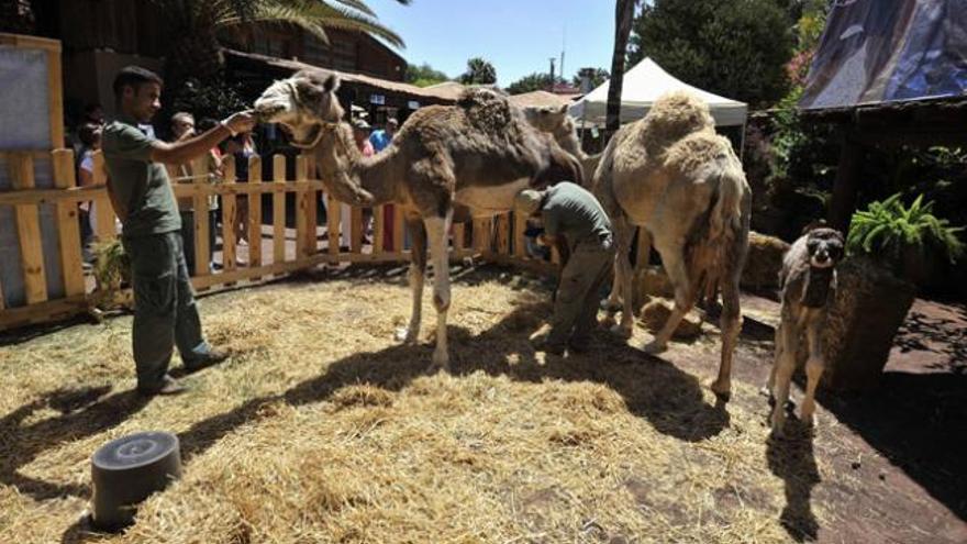 Los camellos vienen por barco