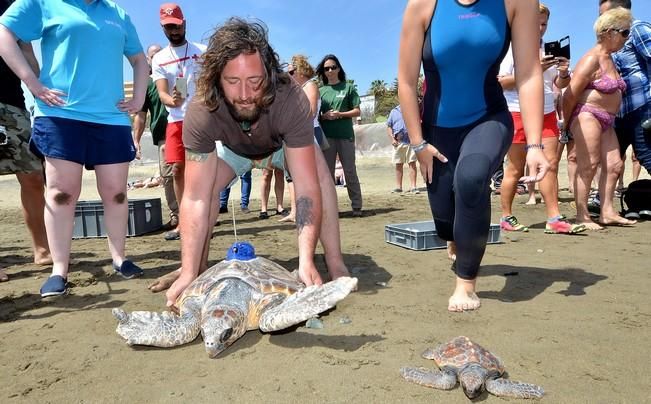 18/03/2016 PLAYA DEL INGLES, SAN BARTOLOME DE TIRAJANA. Suelta de tortugas bobas en Playa del Ingles. Foto: SANTI BLANCO