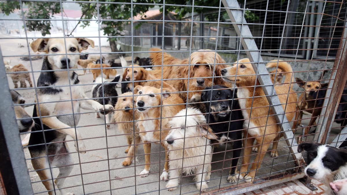 Perros en una protectora de animales en España a la espera de ser adoptados.