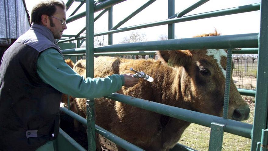 Un veterinario vacuna a un animal contra la lengua azul.