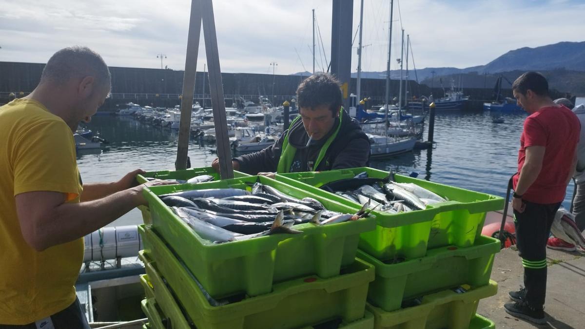 Pescadores gallegos cargan en el puerto de Lastres varias cajas de xarda