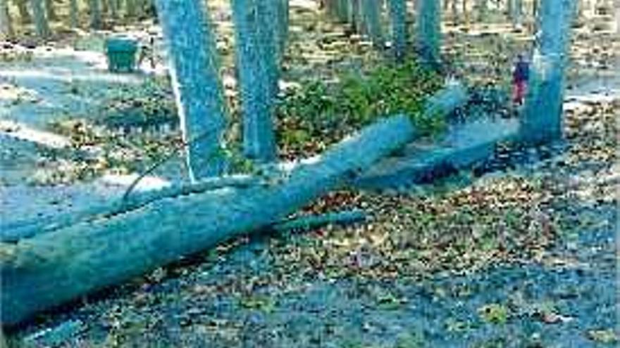 Un arbre malalt de la Devesa que va caure al novembre.