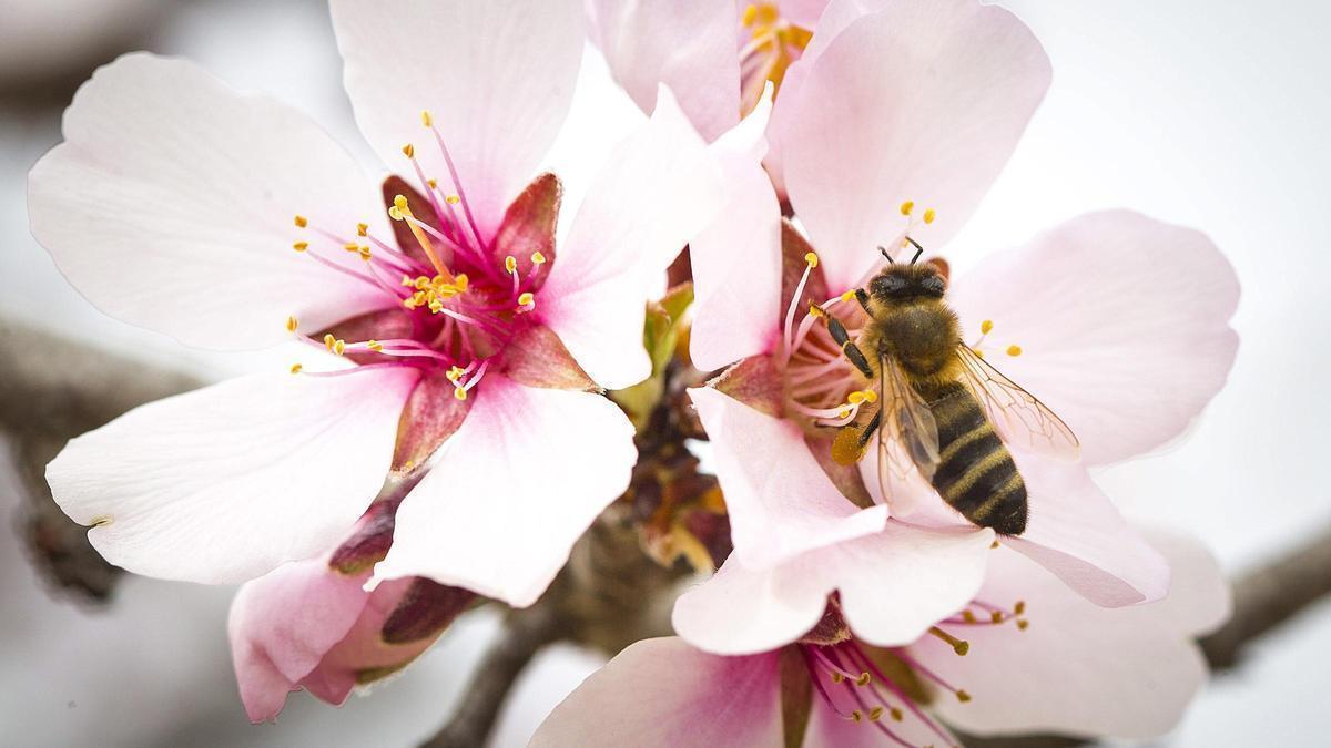 Flor de almendro.