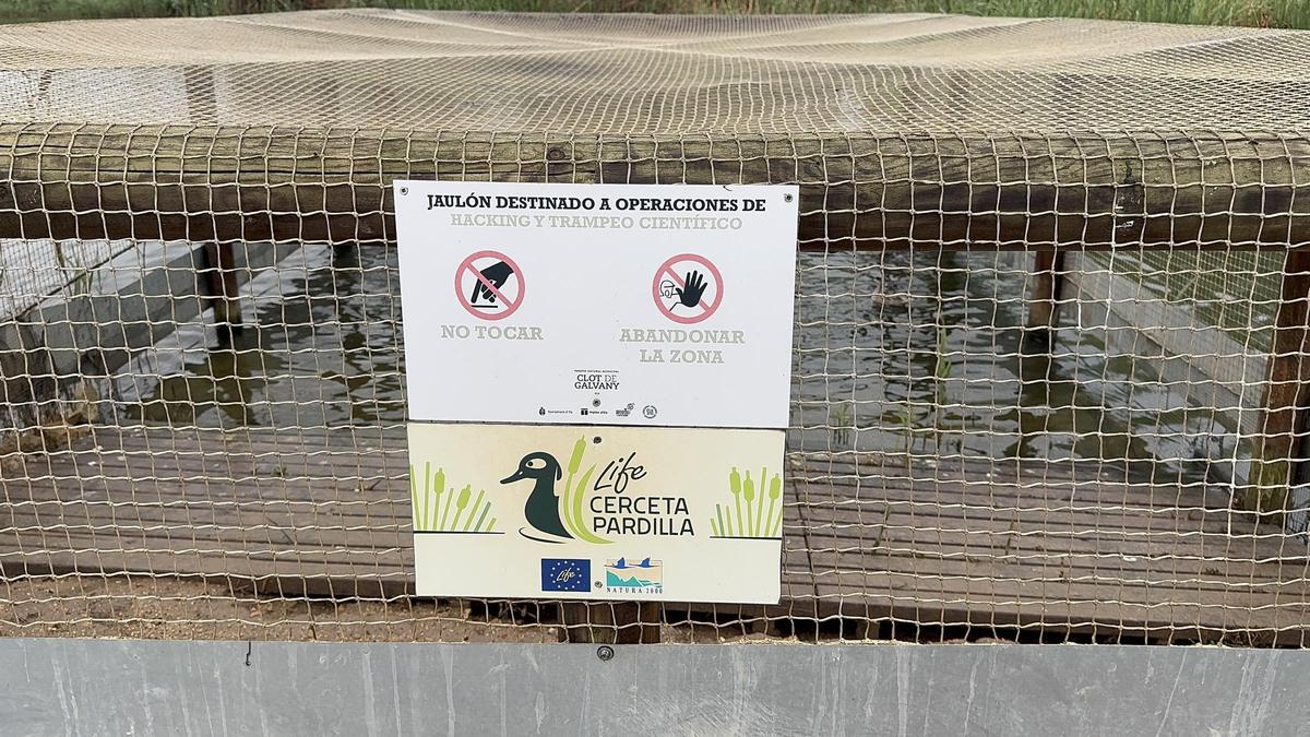 El Clot de Galvany en Elche se ha consolidado como un espacio decisivo para la recuperación de aves acuáticas