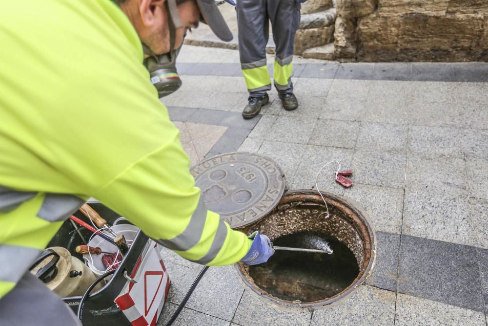 Plan de choque contra las plagas en Orihuela.