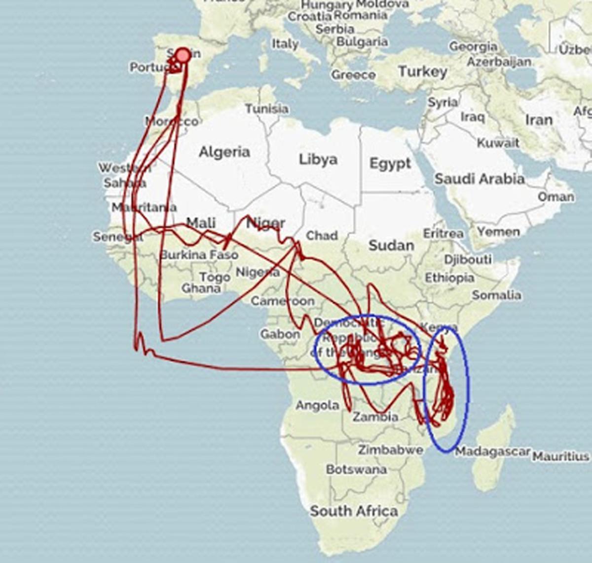 Los vencejos ya cruzan África para venir a España