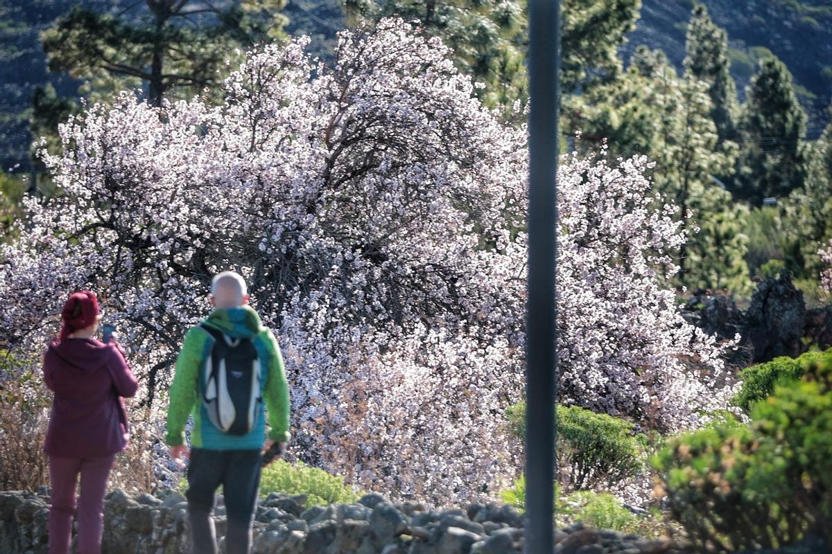 Dos vecinos disfrutan de los almendros en flor en Santiago del Teide.