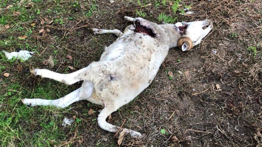 Restos del carnero muerto, ayer por la tarde, en la finca de Ouzande.