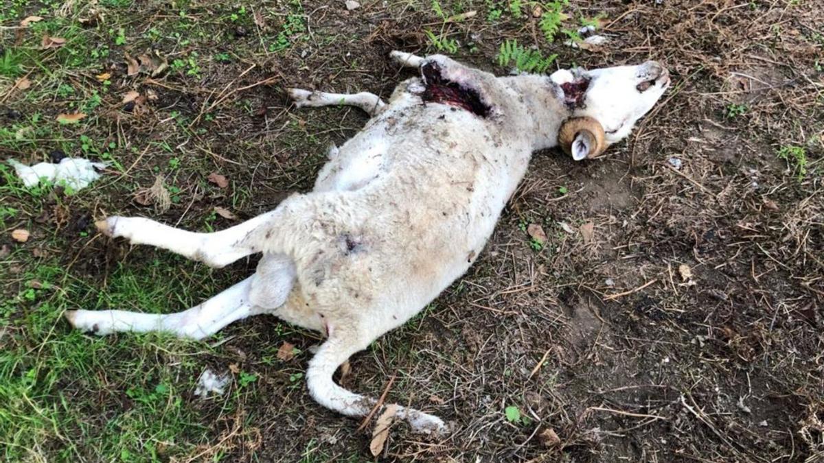 Restos del carnero muerto, ayer por la tarde, en la finca de Ouzande.