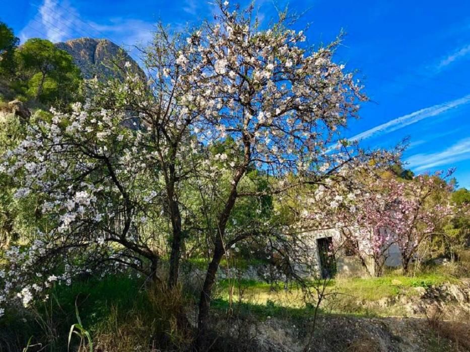 Y llegó la Floración, un manto de colores