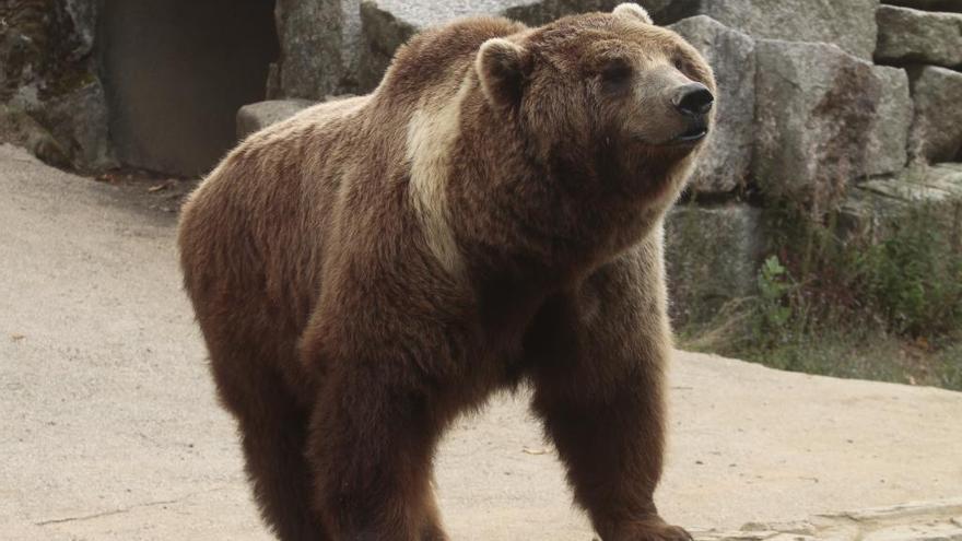 El oso Pelayo en el zoo vigués // A.I.