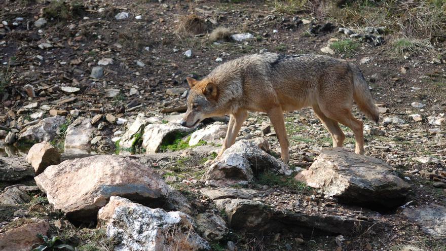 Planas asegura que Castilla y León y Galicia no han remitido los datos del lobo al Gobierno