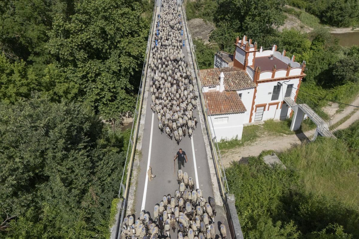 Les imatges de la Transhumancia a Crespia