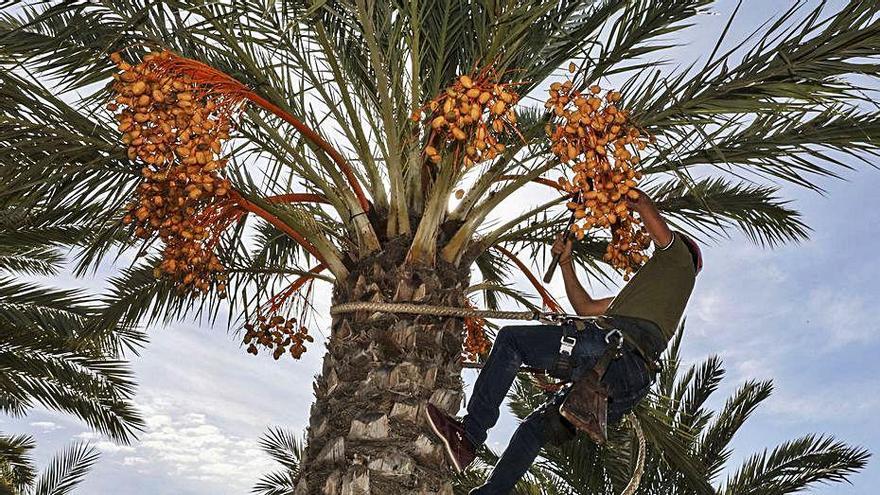 Un palmerero corta ramas de dátil fresco en Elche.