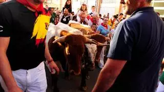 VÍDEO Y GALERÍA | Los "chiqui bueyes" crean cantera taurina en Benavente
