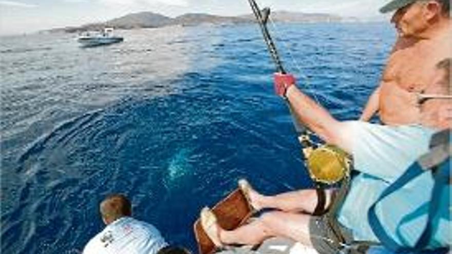 Els experts capturant una de les tonyines per procedir al marcatge.