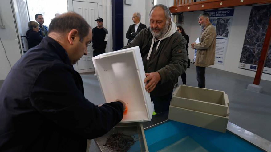 La angula más cara de la historia es también la más solidaria: donan a Valencia el ingreso final que genere