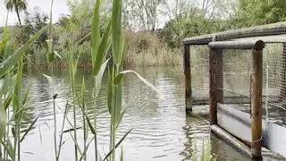 La cerceta pardilla quintuplica sus parejas reproductoras en España: Elche acoge la clausura del proyecto Life
