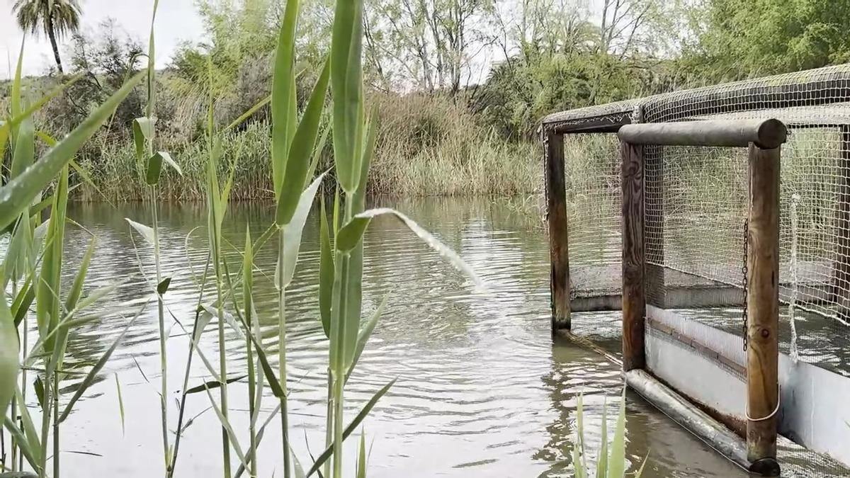 El Clot de Galvany en Elche, escenario de la suelta de 20 cercetas pardillas