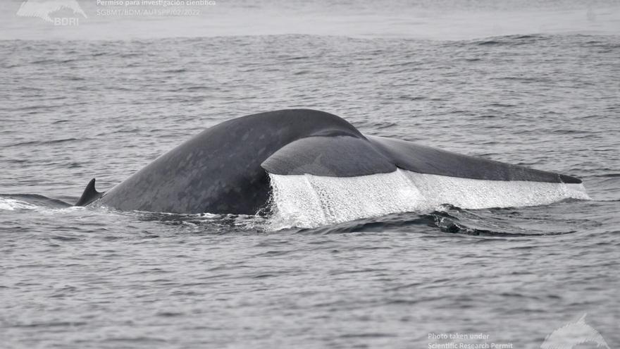 Las ballenas azules prolongan su estancia en las Rías Baixas