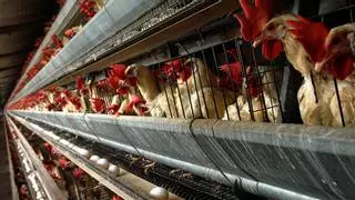 Estos son los municipios de la Ribera en los que el Gobierno confina aves para prevenir la gripe aviar