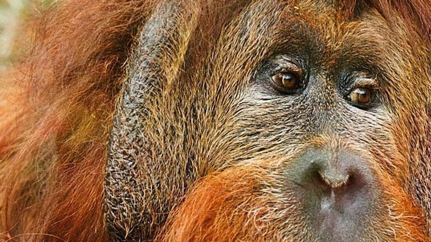 ¿Tendría sexo con un orangután?