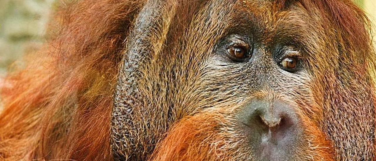 ¿Tendría sexo con un orangután?