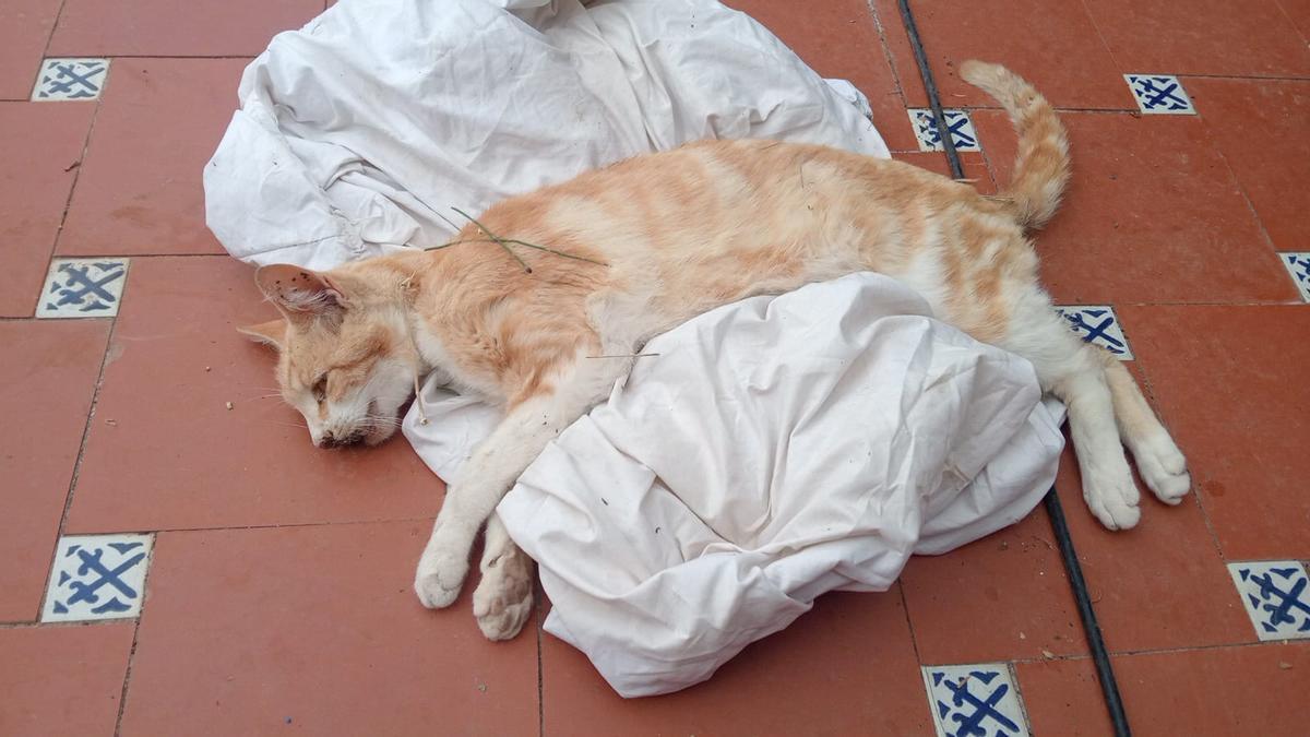 Uno de los gatos afectados.