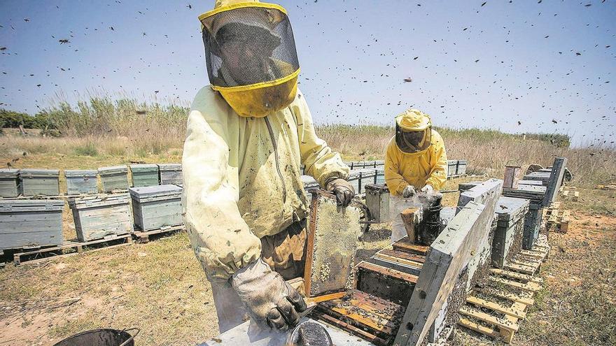 Dos apicultores trabajan en las colmenas.